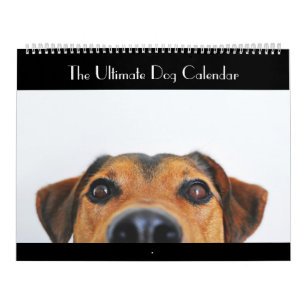 El último calendario del perro