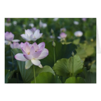 El venir adentro para un aterrizaje