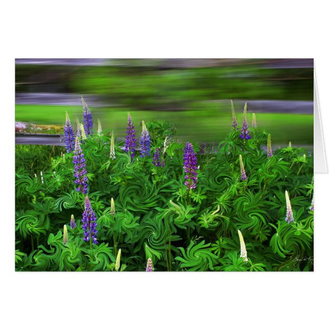El viento en los Lupines (Anverso (Horizontal))