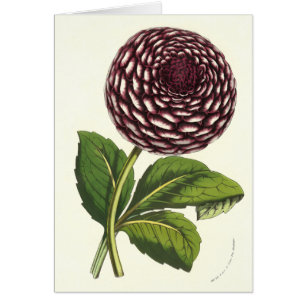 El vintage florece la dalia de Louis Benoit van