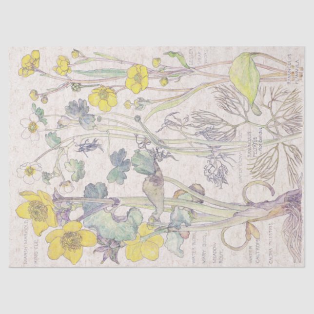 El Wildflower del ranúnculo florece el papel seda (Anverso)