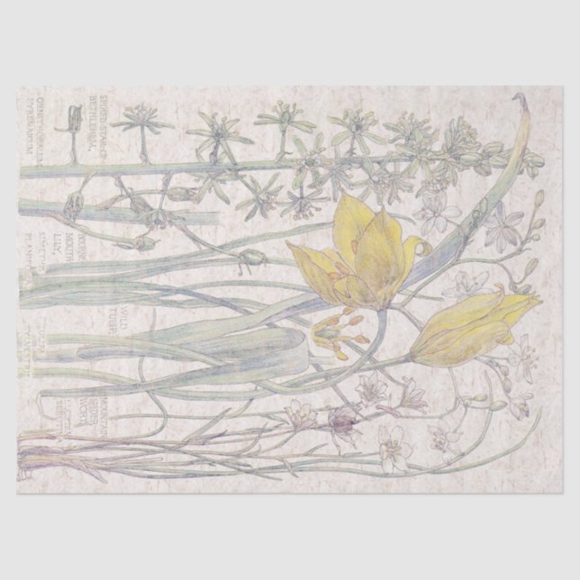 El Wildflower salvaje del tulipán florece el papel (Anverso)