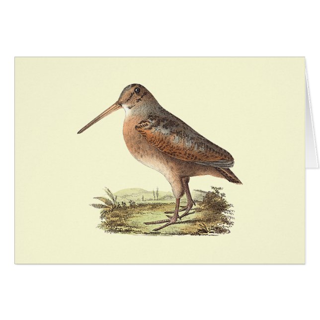 El Woodcock americano (Rusticola menor) NY Bird (Anverso (Horizontal))