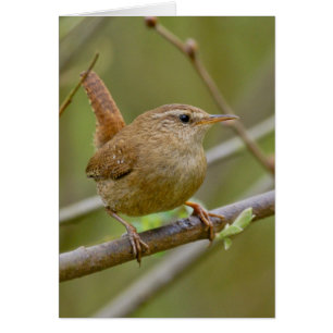 El Wren