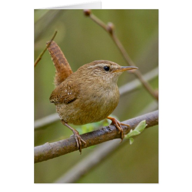 El Wren (Frente)