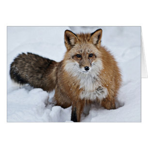 El zorro rojo en la nieve