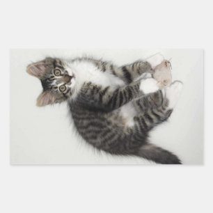 El Zorro y sus Pegatinas del ratón