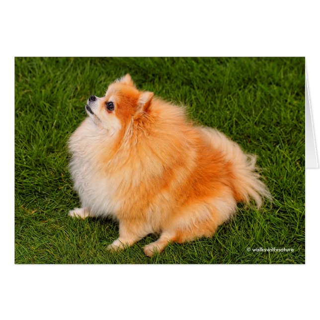 Ela, Reina Pom del Césped (Anverso (Horizontal))