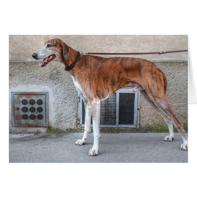 Elder Brindle Greyhound (Anverso (Horizontal))