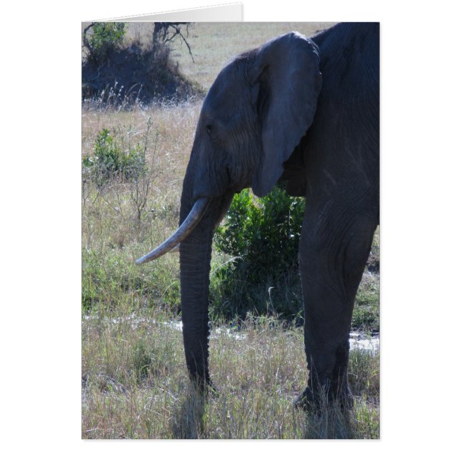 Elefante (Frente)