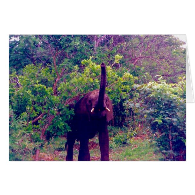 elefante (Anverso (Horizontal))