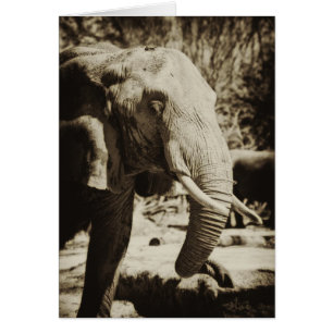 Elefante