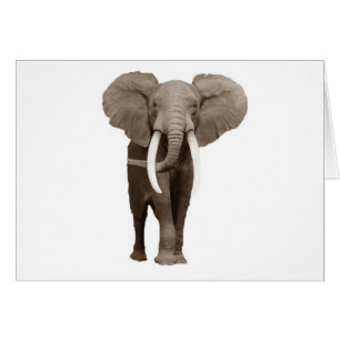 Elefante
