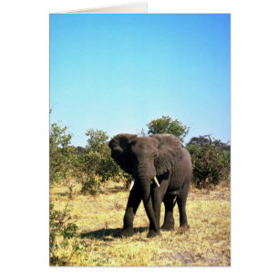 Elefante africano