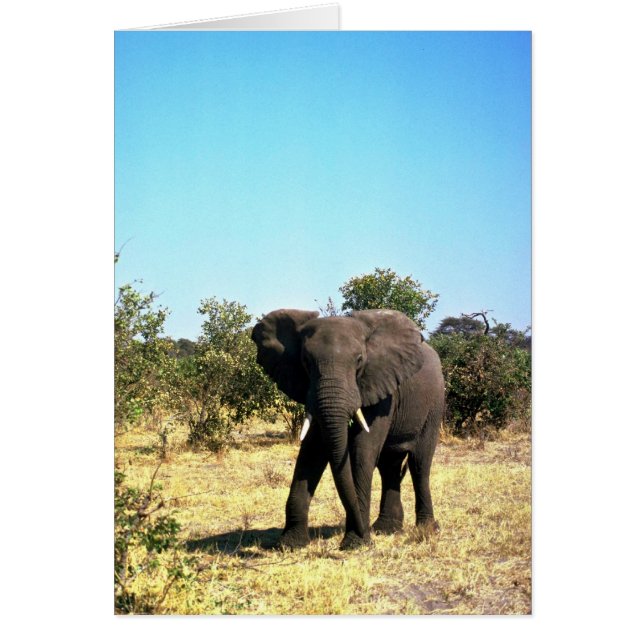 Elefante Africano (Frente)