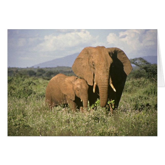 Elefante africano (Anverso (Horizontal))