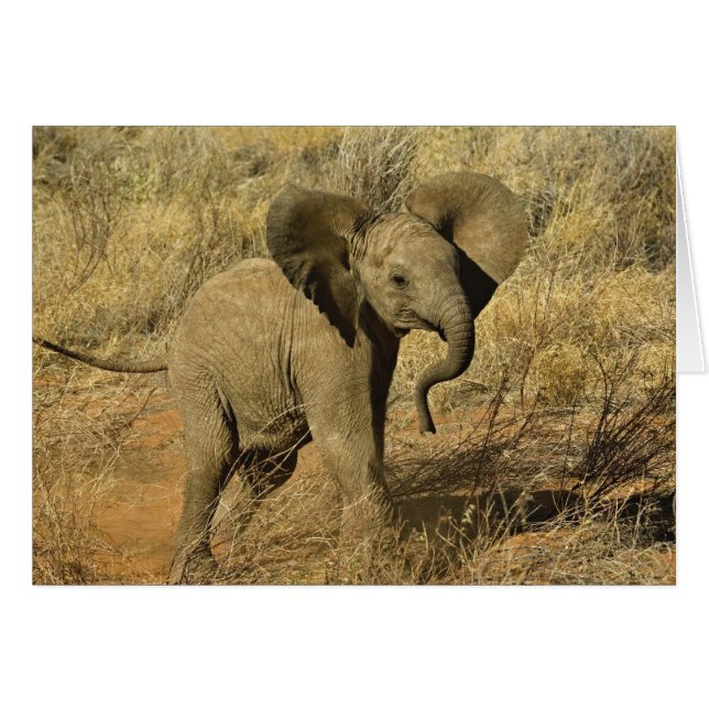Elefante Africano Bebé, Loxodonta Africana, (Anverso (Horizontal))