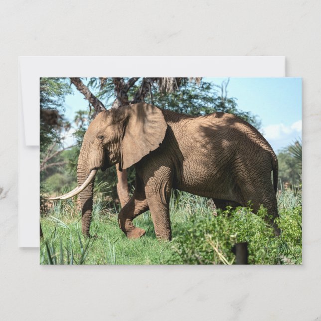 Elefante africano en el Safari (Anverso)