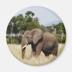 Elefante africano en Masai imán de Mara, Kenia
