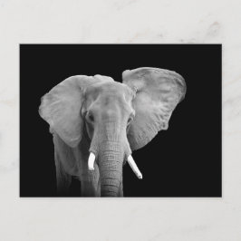 Elefante africano en negro - postal