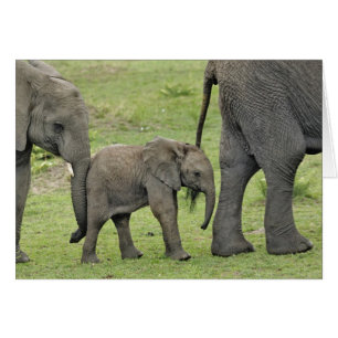 Elefante africano hembra con cría