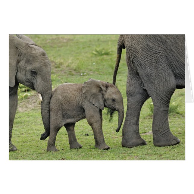 Elefante africano hembra con cría (Anverso (Horizontal))