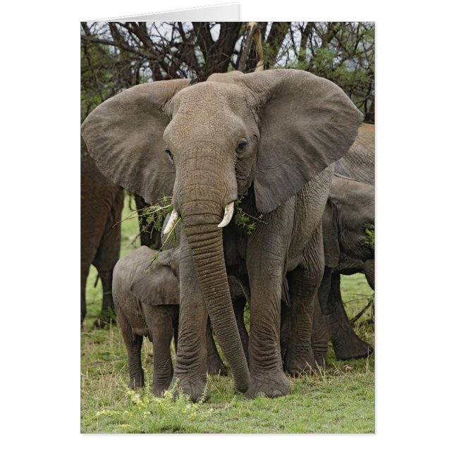 Elefante africano | Manada (Frente)