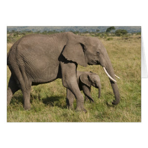 Elefante africano y cría (Loxodonta africana),