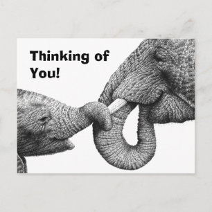 Elefante africano y postal de ternera