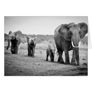 Elefante africano y ternera   Kenia, África
