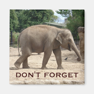 Elefante Asiático Salva El Imán De La Fecha