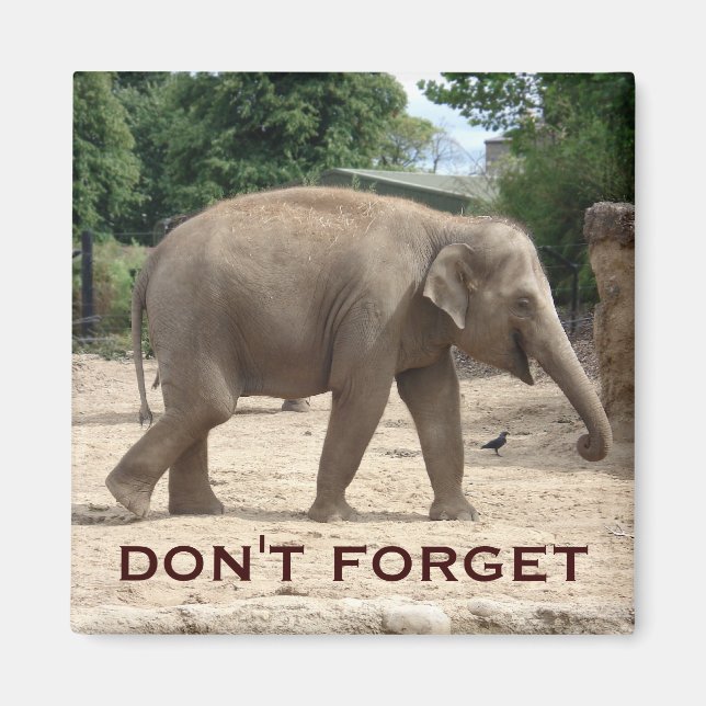 Elefante Asiático Salva El Imán De La Fecha (Frente)