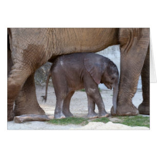 Elefante bebé