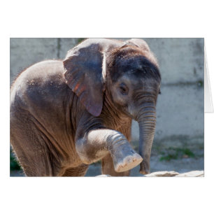 Elefante bebé