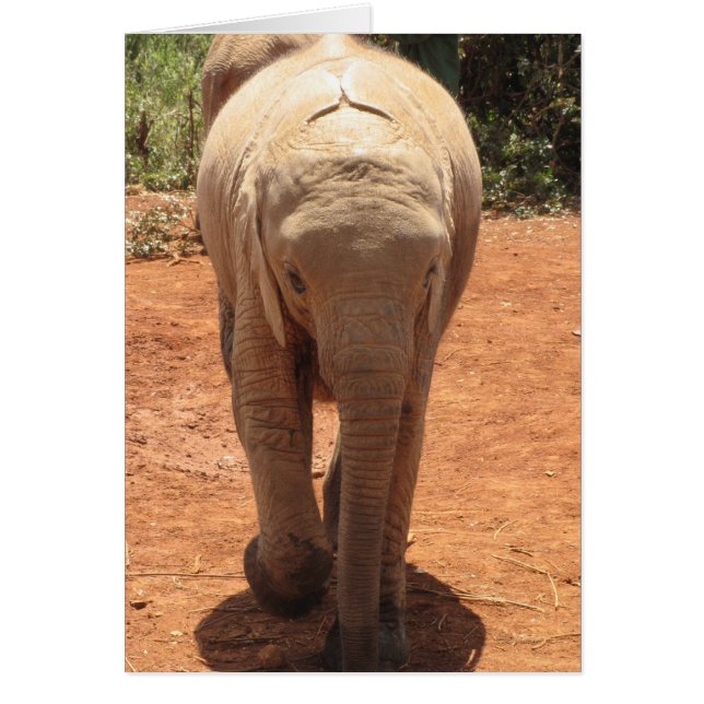 Elefante bebé (Frente)