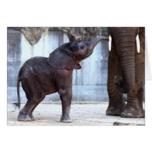 Elefante bebé