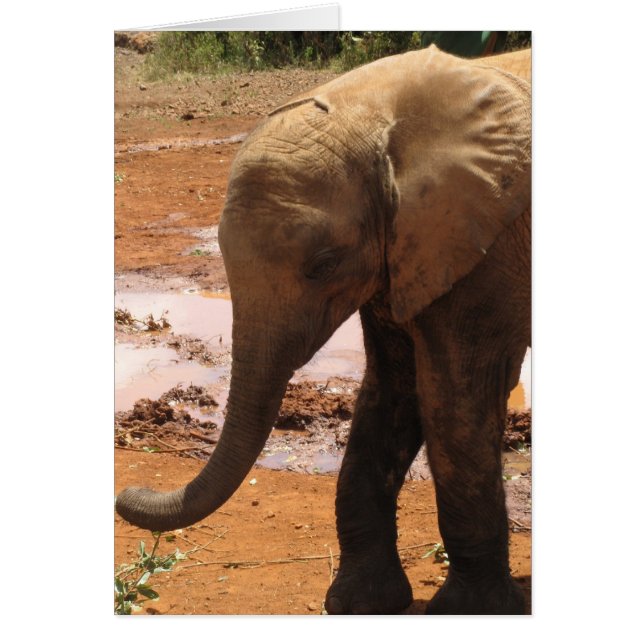 Elefante bebé huérfano (Frente)