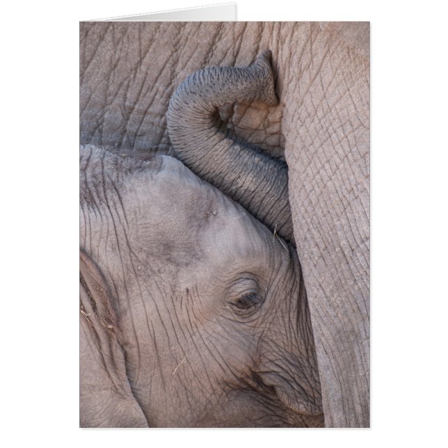 Elefante bebé se abraza (Frente)