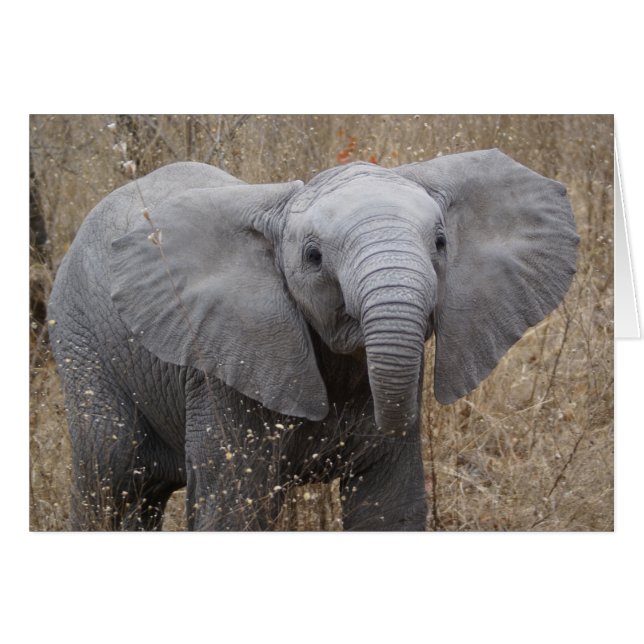 Elefante bebé sudafricano (Anverso (Horizontal))