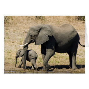 Elefante Bebé Y Madre