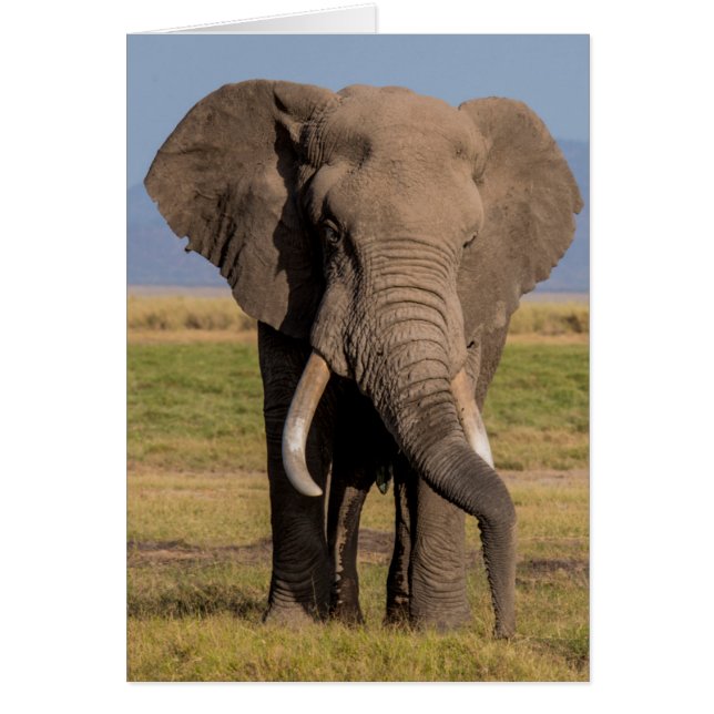 Elefante Buscando (Frente)