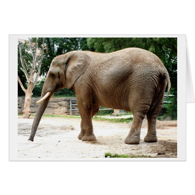 Elefante de África (Anverso (Horizontal))