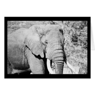 Elefante en el Serengeti
