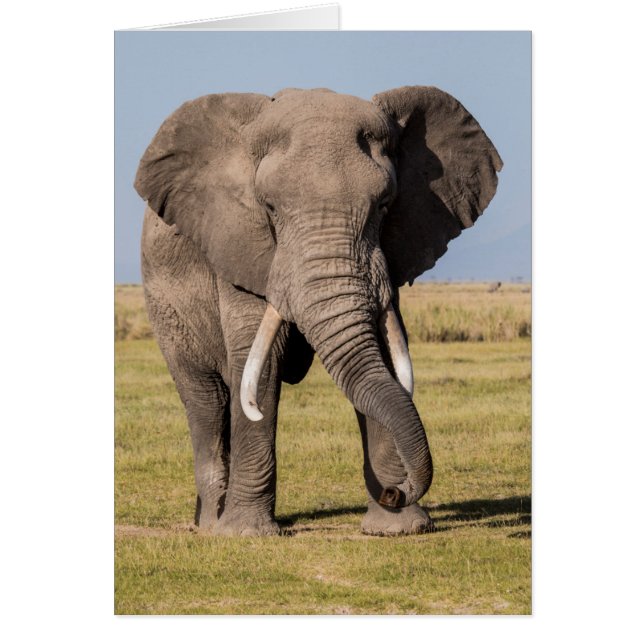Elefante en una Pose Agresiva (Frente)