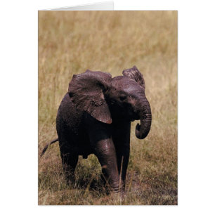 Elefante fangoso del bebé