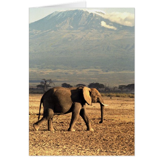 Elefante frente al Kilimanjaro (Frente)