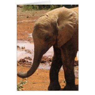 Elefante huérfano del bebé
