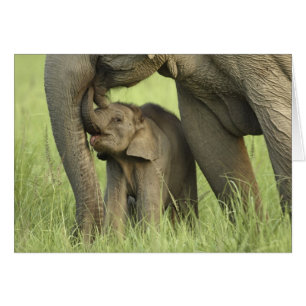 Elefante indio / asiático y cría, Corbett 2