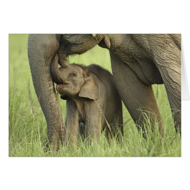 Elefante indio / asiático y cría, Corbett 2 (Anverso (Horizontal))