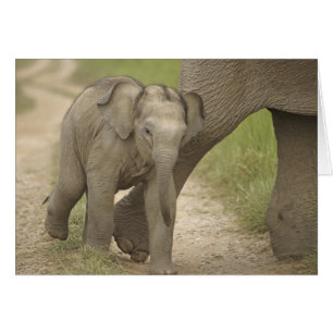 Elefante indio / asiático y cría, Corbett 2